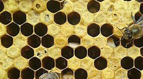 阿莫西林治疗中蜂烂子病有效吗 阿莫西林喂蜂用量