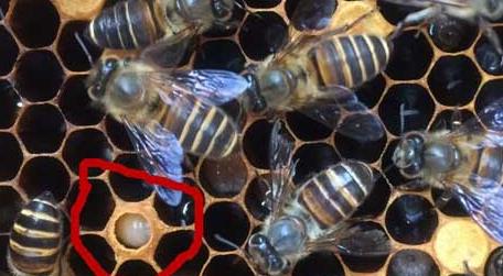 青霉素治中蜂烂子病有效吗 青霉素能治中蜂烂子病吗