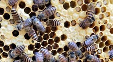 中蜂烂子病有什么特效药治疗 中蜂烂子病治疗方法