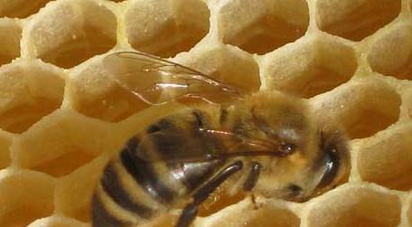 蜜蜂大肚病用什么药效果最好（蜜蜂大肚病用什么药治疗）
