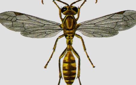 黄斑细脚胡蜂