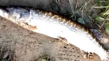 钓狗鱼最佳时间是什么时候（狗鱼什么季节垂钓）