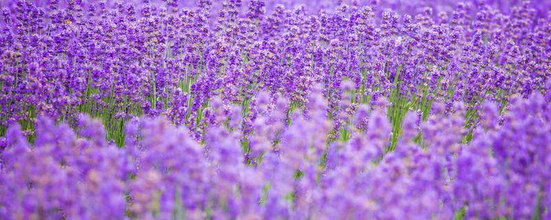 具有很强的杀菌的植物（杀菌能力强的植物）