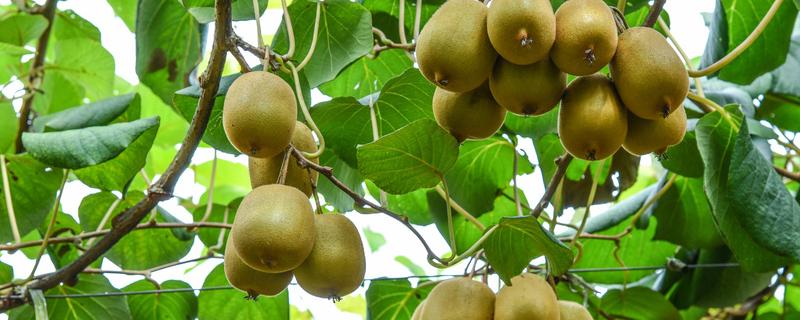 软枣猕猴桃是树还是藤（软枣猕猴桃是爬藤植物吗）