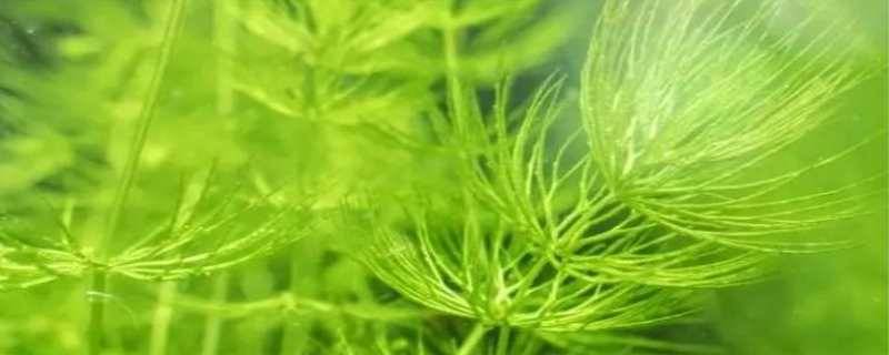 金鱼藻是藻类植物吗 黑藻和金鱼藻是藻类植物吗