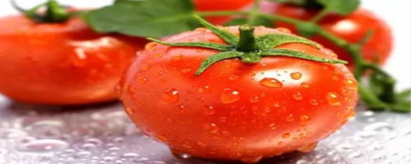 西红柿是凉性还是热性的（圣女果是凉性还是热性的）