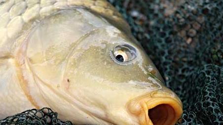 秋季钓鲤鱼钓深水还是浅水 秋季钓鲤鱼钓深水还是钓浅水