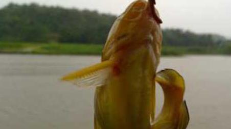 冬季钓黄颡鱼方法及注意事项 秋季钓黄颡鱼的技巧有哪些?