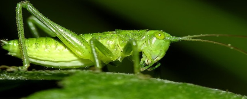 蝈蝈是益虫还是害虫（蝈蝈是益虫还是害虫?请说明理由）