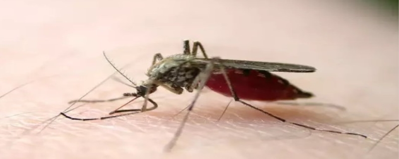 蚊子能活多久