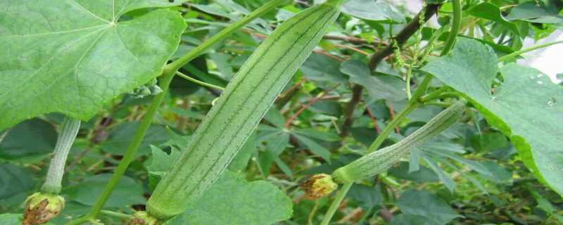 丝瓜的种植方法 丝瓜的种植方法与技术