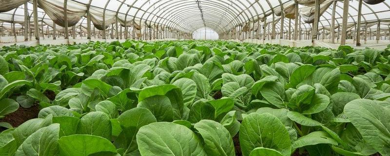 种植蔬菜的新技术 蔬菜栽培新技术