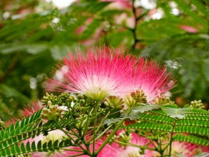 芙蓉树（芙蓉树种在院子里好吗）