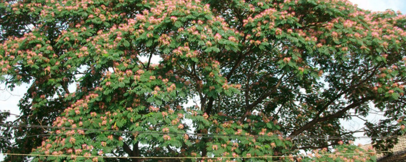 榕花树的寓意（榕花树的寓意及象征）