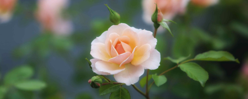 欧月玫瑰的养殖方法和注意事项 欧月玫瑰的养殖方法和注意事项视频