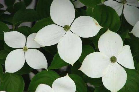 dogwood是什么树