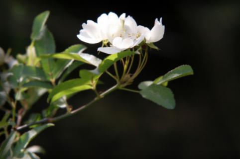 七里香怎么养才开花