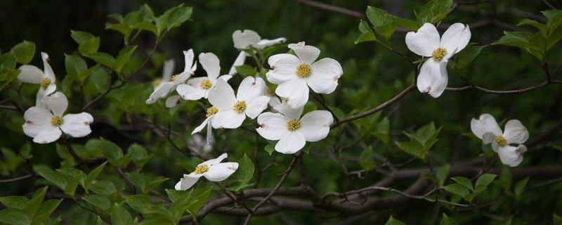 尖叶四照花什么属 四照花叶子