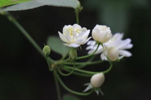 万里香花养殖方法