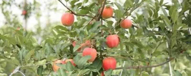 苹果树不长新叶是怎么回事（苹果树为什么只长叶不开花）