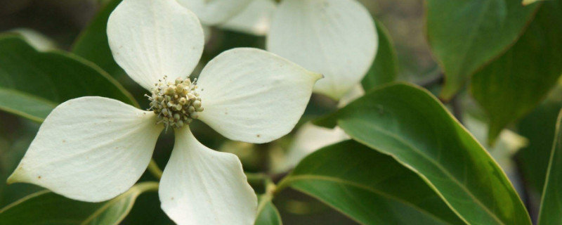 dogwood是什么树（floweringdogwood什么树）