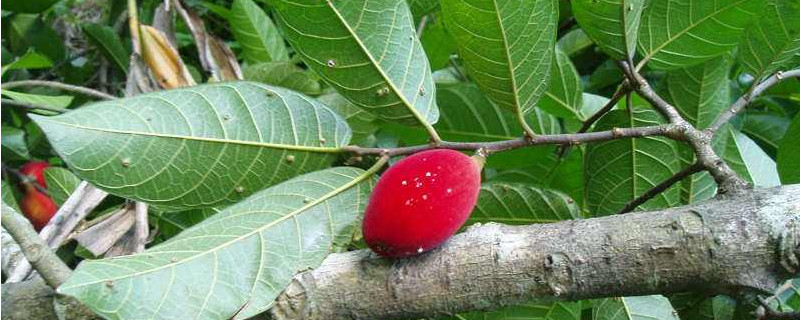 见血封喉树的介绍 见血封喉树的介绍科普文章