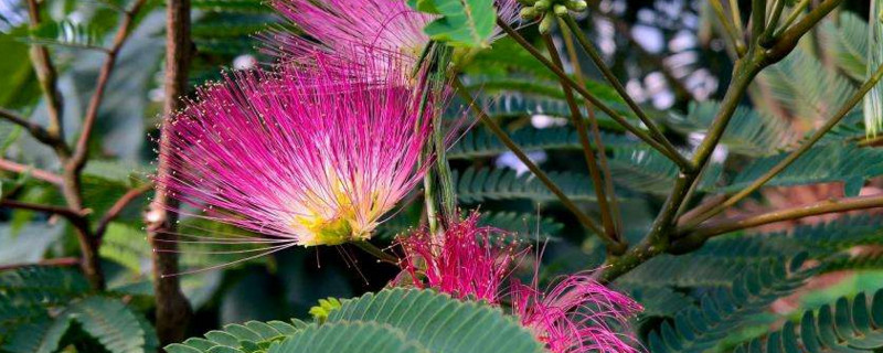 榕花树是合欢树吗（榕花树和合欢树）