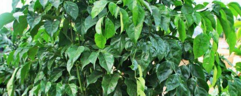绿宝树高了要打头吗 绿宝树长得太高怎么办