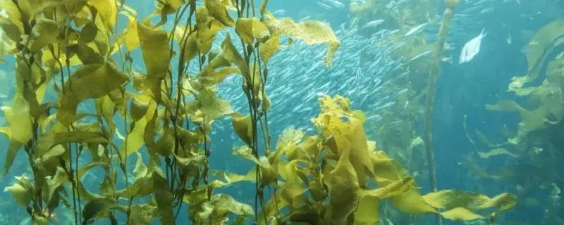 海藻是动物还是植物啊 海藻是生物还是植物