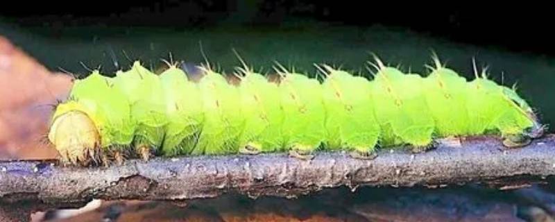 毛虫常见吗 毛虫常见吗?