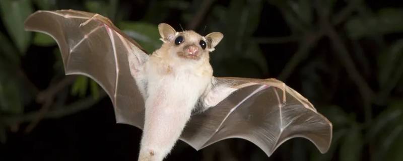 蝙蝠是属于鼠类还是鸟类（蝙蝠是属于鸟类还是属于鼠类）