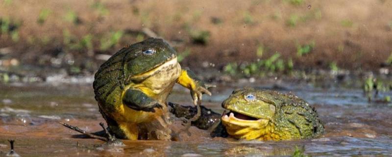 非洲牛蛙为什么不怕毒（牛蛙是不是不怕毒）