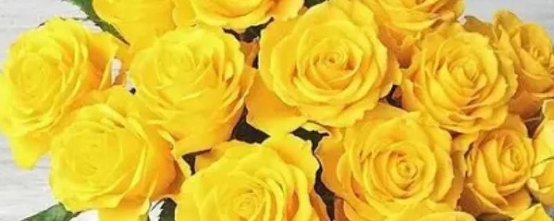 七朵黄玫瑰代表什么意思（八朵黄玫瑰代表什么）