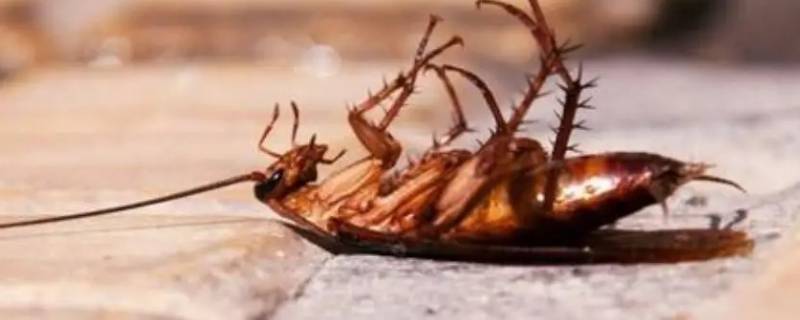 消除蟑螂的五种天然方法 彻底消灭蟑螂的好办法