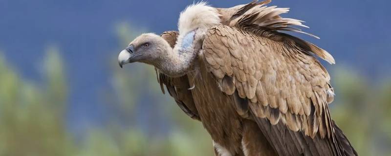 秃鹫是几级保护动物（秃鹫属于哪类动物）