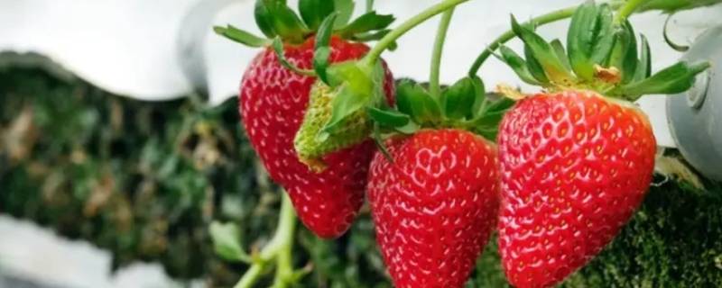 草莓是虫子变的吗（草莓是虫子形成的吗）