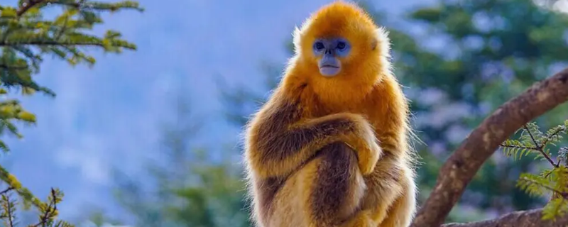 金丝猴为什么比别的猴子温顺 金丝猴为什么比较温顺