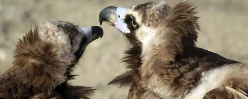 鸟类的生殖特点 鸟类的生殖特点是什么受精什么生