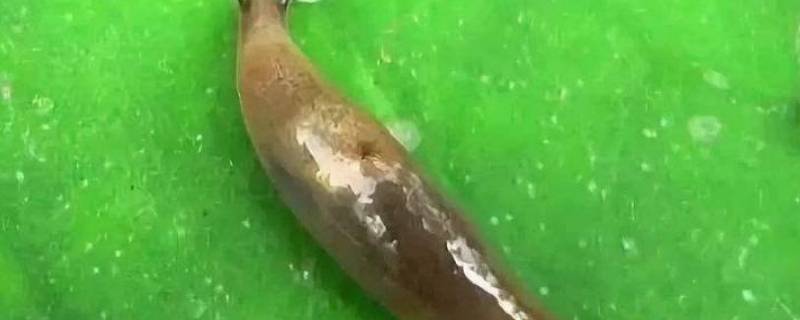 蛞蝓是害虫还是益虫（蝼蛄是益虫还是害虫）