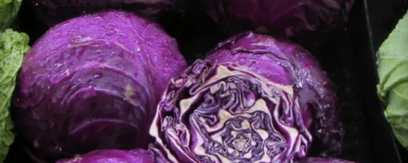 紫色的包菜叫什么 紫色的包菜叫什么紫甘蓝