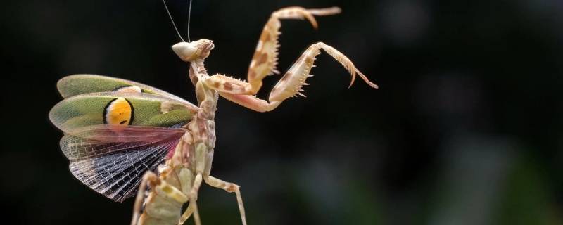 螳螂的天敌是什么 螳螂的天敌是什么动物图片