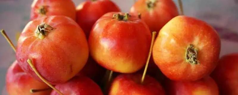 智慧果是苹果吗 智慧果是什么