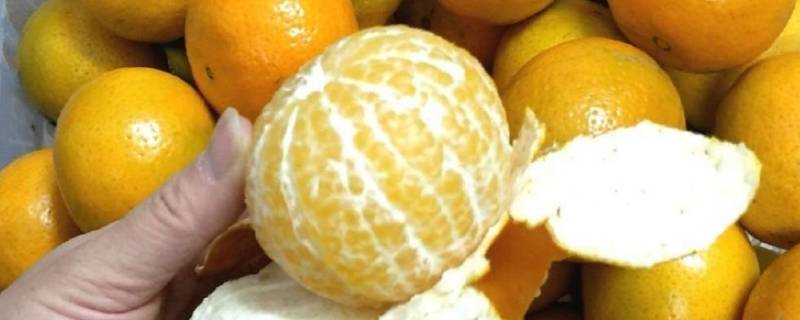 特别大的那种橘子叫什么（有一种很大的橘子）