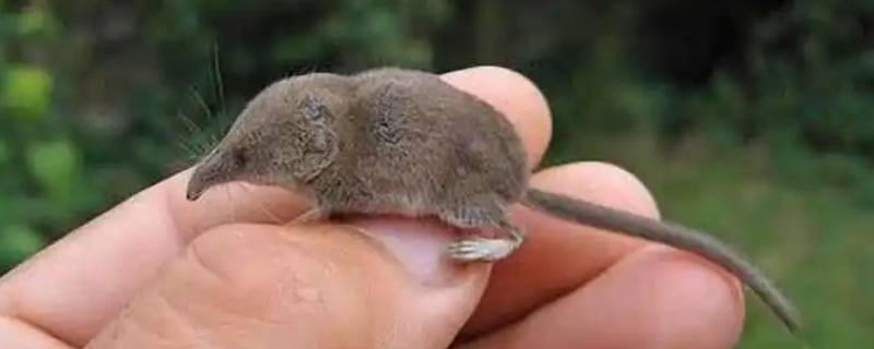 鼩鼱是哺乳动物吗（鼩鼱是哺乳动物吗为什么）