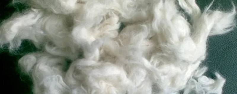 羊毛的主要成分（羊毛的主要成分是纤维素吗）
