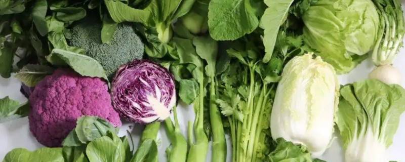 冬天的菜可以放几天 冬天什么菜可以放很久