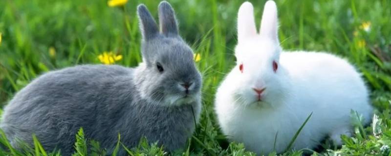 小兔子的绝招是什么 小兔子的常识