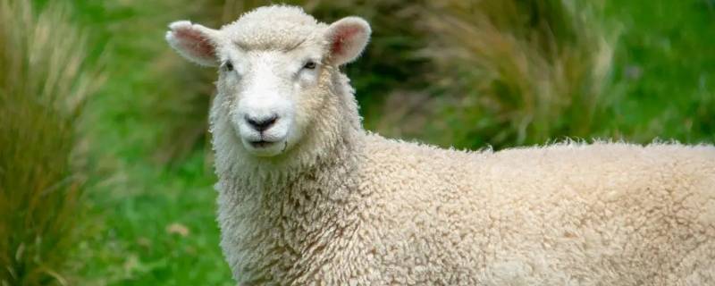 绵羊可以做什么生活用品 绵羊可以做哪些东西