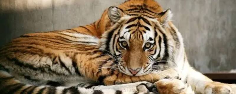 老虎品种有哪些 老虎的品种