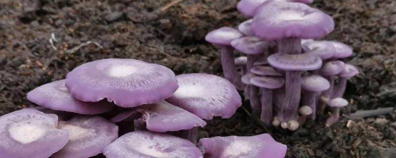 紫丁香蘑和花脸香蘑的区别 丁香蘑菇是什么样的